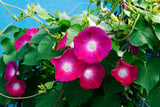 50 SCARLET O'Hara MORNING GLORY Red Ipomoea Nil Flower Vine Seeds