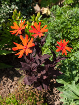 25 VESUVIUS CAMPION Red Orange Lychnis Arkwrightii Catchfly Flower Seeds