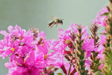 1000 PINK WINGED LOOSESTRIFE Lythrum Alatum Flower Seeds