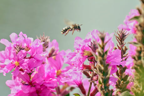1000 PINK WINGED LOOSESTRIFE Lythrum Alatum Flower Seeds