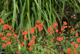 50 SCARLET MASK FLOWER Hummingbird Plant Red Alonsoa Warscewiczii Seeds