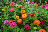 200 Mixed Colors ZINNIA POMPON Zinnia Elegans Flower Seeds