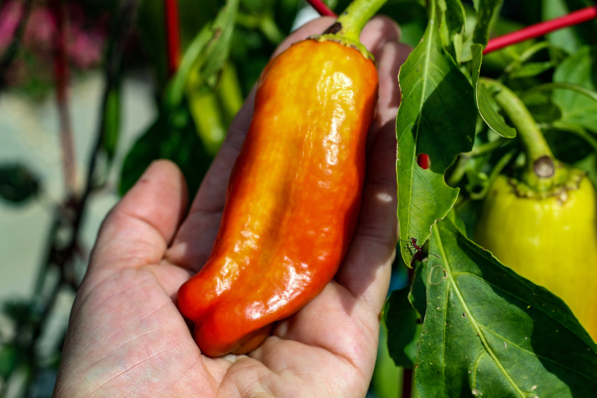 75 CUBANELLE PEPPER (Italian Sweets / Banana Pepper / Italian Frying Pepper) Capsicum Annuum Vegetable Seeds