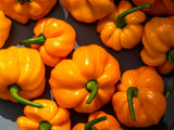 40 Yellow JAMAICAN HOT PEPPER Capsicum Chinense Scotch Bonnet Vegetable Seeds