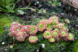 10 CARNIVOROUS SUNDEW PLANT Drosera Flower Seeds