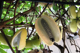 15 CHOCOLATE VINE Edible Fruit Akebia Trifoliata Flower Ornamental Climber Seeds