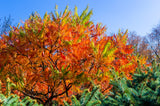 30 FLAMELEAF SUMAC TREE Shining Dwarf Winged Rhus Schmaltzia Copallina Seeds