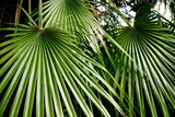 5 MEDITERRANEAN FAN PALM European Dwarf Tree Shrub Chamaerops Humilis Seeds
