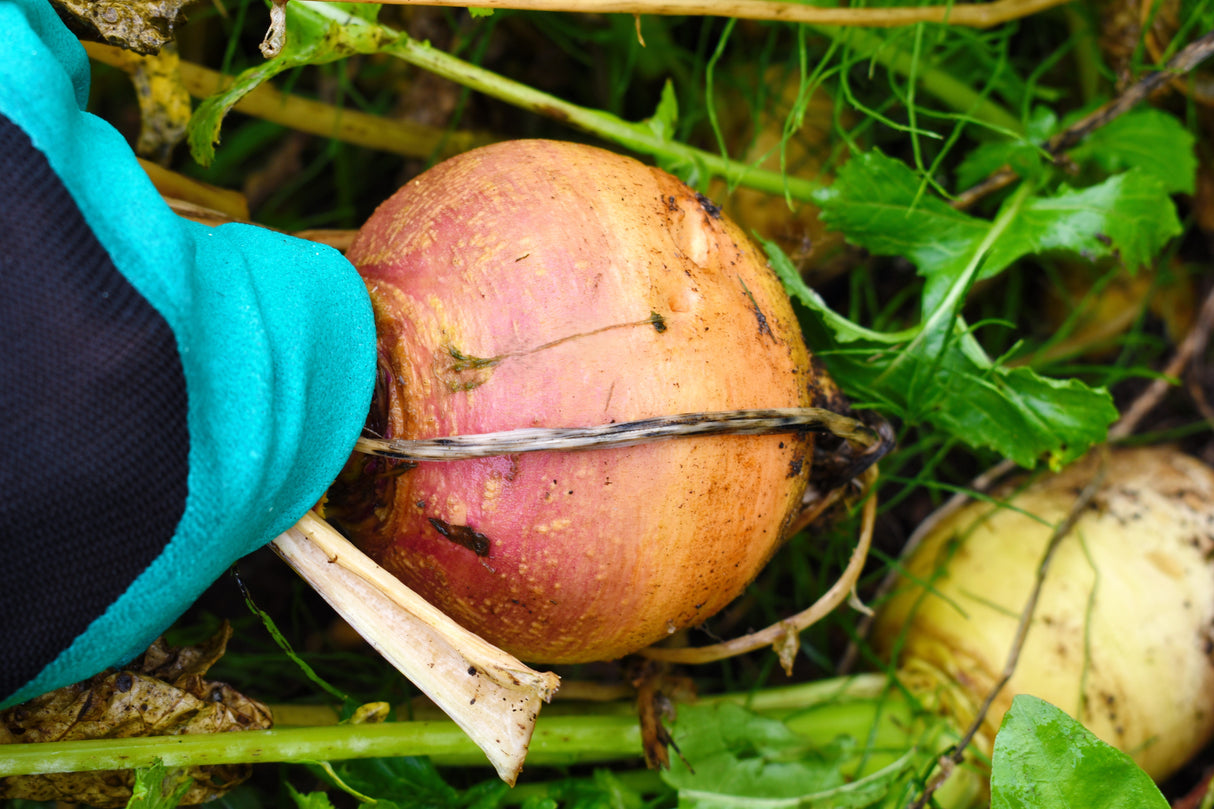 3000 LAURENTIAN RUTABAGA Brassica Napus Vegetable Seeds