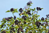 500 BULK American ELDERBERRY Fruit Bush Shrub Tree Sambucus Nigra Canadensis Seeds