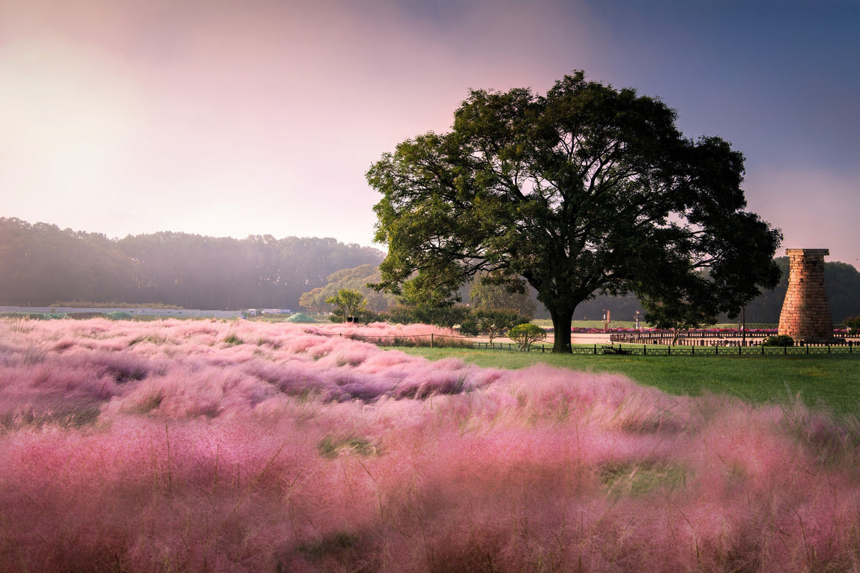 40 PINK MUHLY GRASS Cotton Candy Grass Muhlenbergia Capillaris Native Seeds