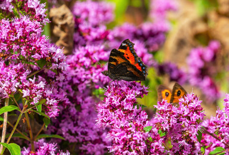 500 OREGANO Origanum Vulgare Herb Purple Butterfly Flower Seeds