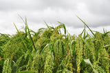200 PROSO MILLET White Common Panicum Miliaceum Ornamental Grass Vegetable Seeds