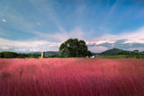 40 PINK MUHLY GRASS Cotton Candy Grass Muhlenbergia Capillaris Native Seeds