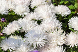 30 WHITE NEEDLE ASTER Callistephus Chinensis Unicom Flower Seeds