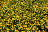 150 YELLOW CREEPING ZINNIA Sanvitalia Procumbens Seeds
