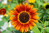 25 INDIAN BLANKET SUNFLOWER Helianthus Annuus Mixed Colors Flower Seeds