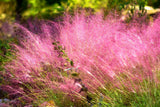 40 PINK MUHLY GRASS Cotton Candy Grass Muhlenbergia Capillaris Native Seeds