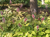 10 DOLL'S EYES Flower White Baneberry Cohosh Actaea Pachypoda Alba Seeds