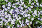 750 FIVE SPOT Nemophila Maculata White & Purple Flower Seeds