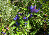 200 BOTTLE GENTIAN (Closed or Blind Gentian / Cloistered Heart) Gentiana Andrewsii Flower Seeds