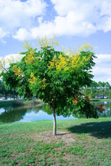 10 DWARF GOLDEN RAIN TREE Koelreuteria Paniculata Nana Yellow Flower Seeds
