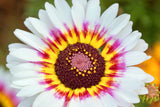 250 TRICOLOR PAINTED DAISY (Pyrenthrum Daisy) Chrysanthemum Carinatum Flower Seeds