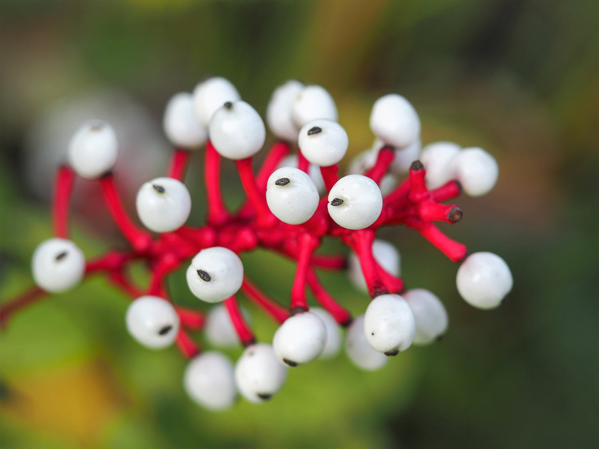 10 DOLL'S EYES Flower White Baneberry Cohosh Actaea Pachypoda Alba Seeds