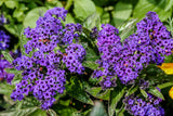 50 Blue MARINE HELIOTROPE Heliotropium Arborescens Flower Seeds