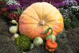 10 Dill's ATLANTIC GIANT PUMPKIN Up to 2000 lb Cucurbita Vegetable Seeds