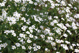 1000 White BABY'S BREATH 'Covent Garden' Gypsophila Elegans Flower Seeds