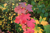 20 GOLDEN CURRANT SHRUB Black Fruit Yellow Flower Ribes Chrysobotrya Aurea Seeds