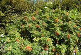 10 WHITE JAPANESE ROSE Rosa Rugosa Alba Bush Rugosa Rose Flower Seeds