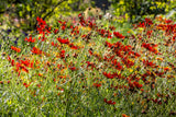 50 MAHOGANY MIDGET COREOPSIS Tinctoria Red Dwarf Flower Seeds