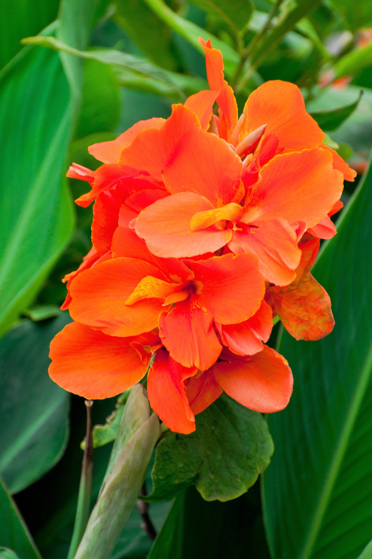 5 ORANGE CANNA LILY Indian Shot Arrowroot Canna Indica Flower Seeds