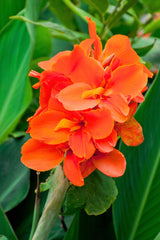 5 ORANGE CANNA LILY Indian Shot Arrowroot Canna Indica Flower Seeds