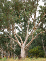 25 RED FOREST GUM Tree Eucalyptus Tereticornis Blue Grey Mountain Flower Seeds