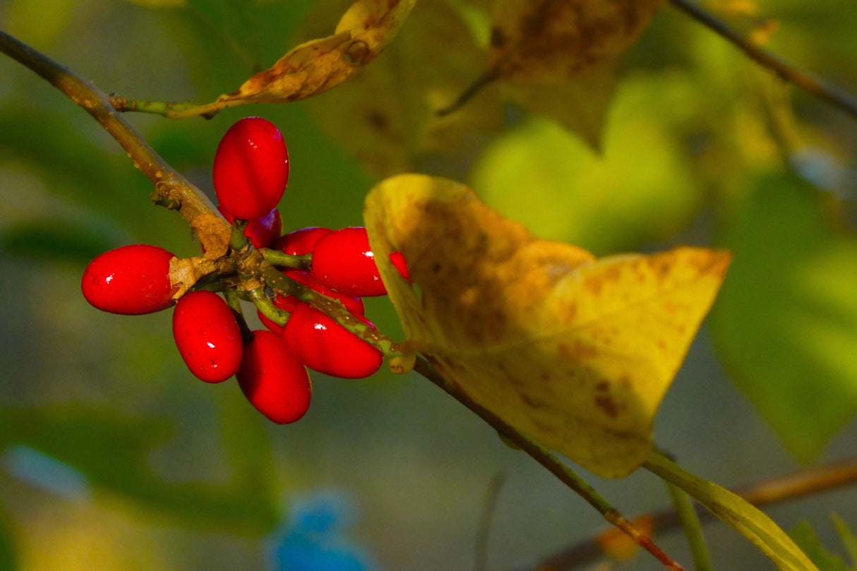 10 SPICEBUSH Wild Allspice Lindera Benzoin Northern Spice Bush Red Berry Yellow Flower Seeds
