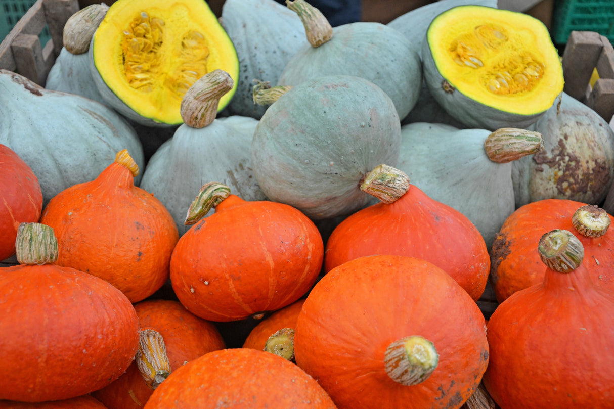 30 BLUE HUBBARD SQUASH New England Buttercup Cucurbita Pepo Vegetable Seeds