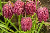 10 CHECKER LILY Fritillaria Affinis Chocolate Mission Bells Flower Seeds