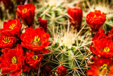 50 CACTUS MIX 'Finest Mixed' Succulent Flower Plant Seeds