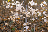 100 LUNARIA Biennis ( MONEY PLANT / Silver Dollar / Honesty / Moonwort / L Annua ) Flower Seeds
