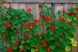 25 Dwarf RED EMPRESS NASTURTIUM Tropaeolum Majus Nanum Hummingbird Flower Seeds