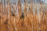 300 Ornamental BIG BLUESTEM GRASS Beardgrass Andropogon Gerardii Seeds