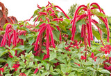 500 LOVE LIES BLEEDING Amaranthus Caudatus (Kiss Me Over The Garden Gate) Flower Seeds