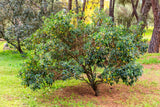 25 STRAWBERRY TREE Edible Red Berry Tree Arbutus Unedo Seeds Irish Killarney