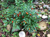 25 JERUSALEM CHERRY Madeira Winter Solanum Pseudocapsicum Flower Seeds