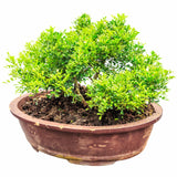 40 LITTLELEAF BOXWOOD Korean Buxus Microphylla Koreana Shrub Seeds