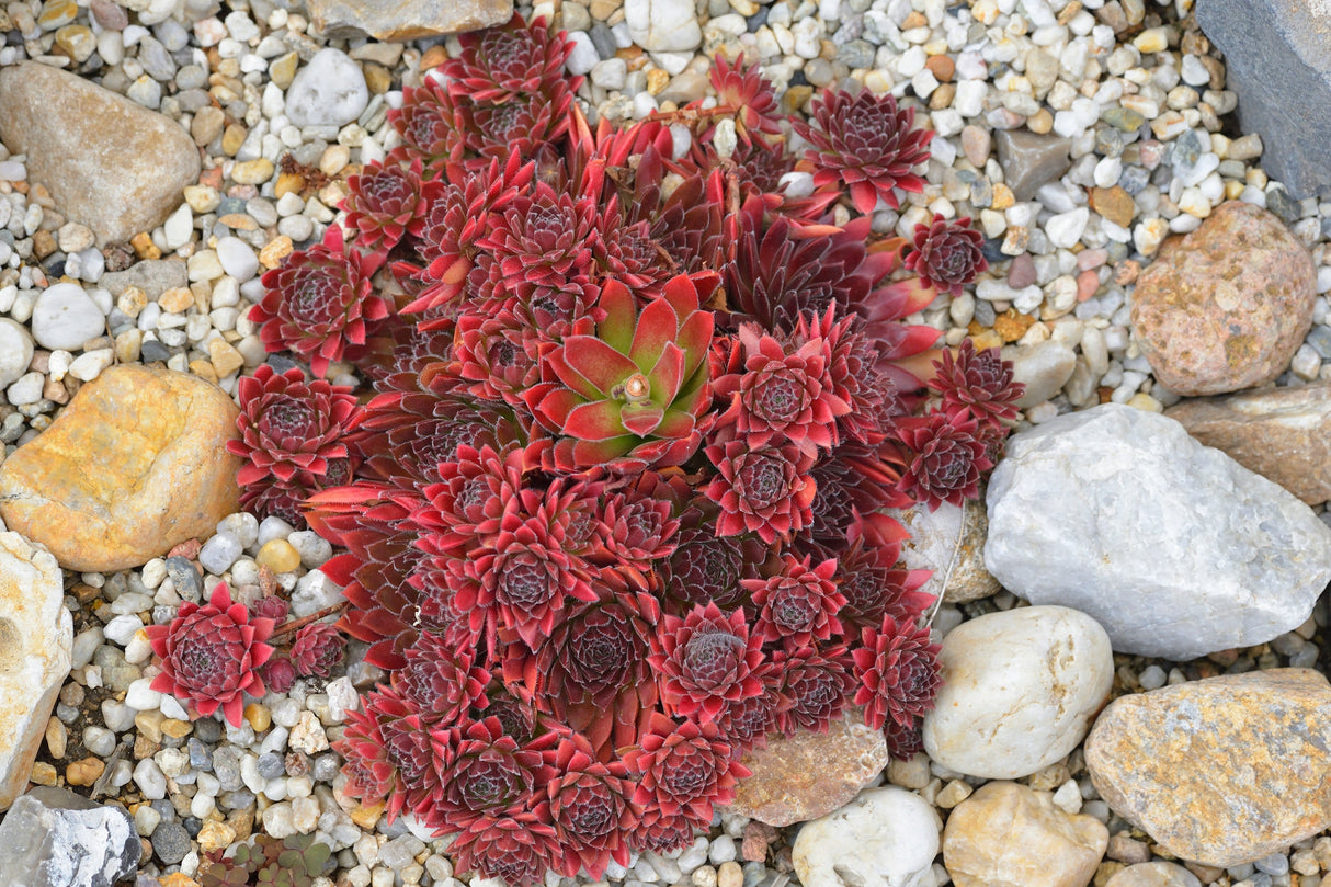 25 MIXED HENS & CHICKS Chickens Succulent (Live Forever) Sempervivum Flower Seeds