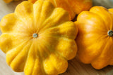 10 Golden YELLOW Bush SCALLOP SQUASH (Patty Pan / Paty Pan / Squanter Squash) Summer Cucurbita Pepo Vegetable Seeds